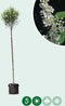 Bol sierkers 220 cm stamhoogte | Prunus em. 'Umbraculifera' 14-18 cm 220 cm| Bomenbezorgd.nl