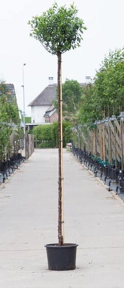 Bol sierkers Prunus em. Umbraculifera h 265 cm st. omtrek 12 cm st....