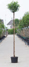 Bol sierkers Prunus em. Umbraculifera h 265 cm st. omtrek 12 cm st....