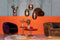 Bold Monkey Hypnotising Round salontafel goud