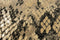 Bold Monkey Keep Your Enemies Closer Vloerkleed 200x300 - Groen
