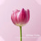 Boles d'olor - geurolie 50ml - White Tulip