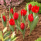 Bollenmand dia. 22 cm 3 stuks