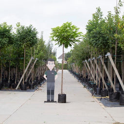 Bomenbezorgd.nl Bol Catalpa - Catalpa Bignoniodes ‘Nana' 220 cm stamhoogte (10 - 14 cm stamomtrek)