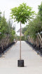 Bomenbezorgd.nl Bol Catalpa - Catalpa Bignoniodes ‘Nana' 220 cm stamhoogte (10 - 14 cm stamomtrek)