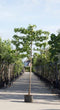 Bomenbezorgd.nl - Boom - Amberboom als leiboom - 200 cm stamhoogte (8 -12 cm stamomtrek) - ‘Liquidambar styraciflua Worplesdon’