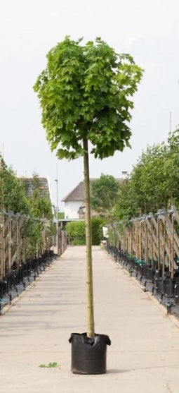 Bomenbezorgd.nl - Boom - Groene bol esdoorn - Stamhoogte 220cm (stamomtrek 10-14 cm) - ''Acer pl. Globosum''