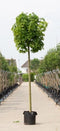 Bomenbezorgd.nl - Boom - Groene bol esdoorn - Stamhoogte 220cm (stamomtrek 10-14 cm) - ''Acer pl. Globosum''