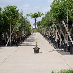 Bomenbezorgd.nl - Boom - Haagbeuk kruisdak - Totaalhoogte 220-240 cm (14-18 cm stamomtrek) - ''Carpinus betulus''