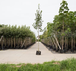 Bomenbezorgd.nl - Boom - Krimlinde - Totaalhoogte 200-300 cm (6-10 cm stamomtrek) - ‘Tilia europea 'Euchlor'