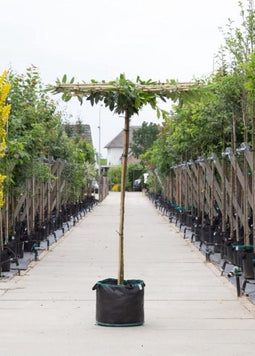 Bomenbezorgd.nl - Boom - Laurierkers (vierkant dak) - Totaalhoogte 220-240 cm (14-18 cm stamomtrek) - ''Prunus laurocerasus''
