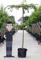 Bomenbezorgd.nl - Boom - Linde (vierkant dak) - Totaalhoogte 220-240 cm (10-14 cm stamomtrek) - ''Tilia europea''