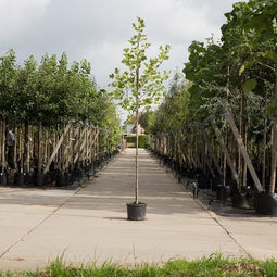 Bomenbezorgd.nl - Boom - Tulpenboom - 200-300 cm totaalhoogte (6-10 cm stamomtrek) - ''Liriodendron tulpifera''