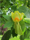 Bomenbezorgd.nl - Boom - Tulpenboom - 200-300 cm totaalhoogte (6-10 cm stamomtrek) - ''Liriodendron tulpifera''
