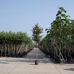 Bomenbezorgd.nl - Boom - Vlamboom - Totaalhoogte 200-300 cm (6-10 cm stamomtrek) - ‘Parrotia persica’
