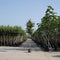 Bomenbezorgd.nl - Boom - Vlamboom - Totaalhoogte 200-300 cm (6-10 cm stamomtrek) - ‘Parrotia persica’
