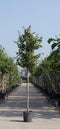 Bomenbezorgd.nl - Boom - Vlamboom - Totaalhoogte 200-300 cm (6-10 cm stamomtrek) - ‘Parrotia persica’