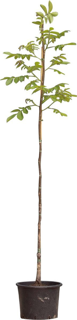 Bomenbezorgd.nl - Boom - Walnotenboom 'Lange van Lod' - 200-250 cm totaalhoogte - (2-4 cm stamomtrek) - ''Juglans regia Lange van Lod''