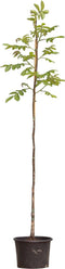Bomenbezorgd.nl - Boom - Walnotenboom 'Lange van Lod' - 200-250 cm totaalhoogte - (2-4 cm stamomtrek) - ''Juglans regia Lange van Lod''