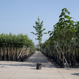 Bomenbezorgd.nl - Boom - Winterlinde - Totaalhoogte 200-300 cm (6-10 cm stamomtrek) - 'Tilia cor. ‘Greenspire''