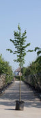 Bomenbezorgd.nl - Boom - Winterlinde - Totaalhoogte 200-300 cm (6-10 cm stamomtrek) - 'Tilia cor. ‘Greenspire''