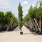 Bomenbezorgd.nl - Boom - Zuil Amberboom - Totaalhoogte 300-400 cm - ''Liquidambar styraciflua 'Slender Silhouette''