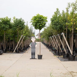 Bomenbezorgd.nl - Vormboom - Bol Catalpa - Catalpa Bignoniodes Nana - 220 cm stamhoogte