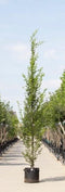 Bomenbezorgd.nl - Zuilboom - Haagbeuk laagstam - Totaalhoogte 400-500 cm - ''Carpinus betulus Fastigiata''