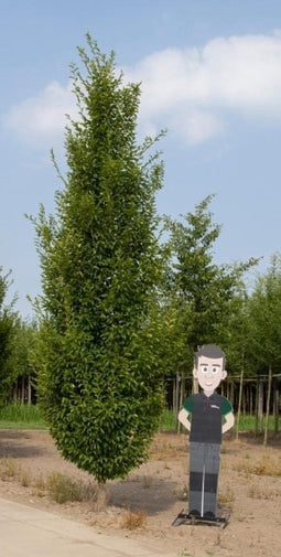Bomenbezorgd.nl - Zuilboom - Haagbeuk laagstam volgroeid - Totaalhoogte 500-700 cm - ''Carpinus betulus Fastigiata''