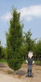 Bomenbezorgd.nl - Zuilboom - Haagbeuk laagstam volgroeid - Totaalhoogte 500-700 cm - ''Carpinus betulus Fastigiata''
