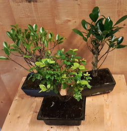 Bonsai boompje Assortiment 1 stuk kamerplant