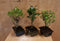 Bonsai boompje Assortiment 1 stuk kamerplant