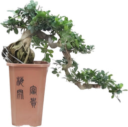 Bonsai Ficus 'Cascade' - ⌀26cm - Hoogte 65-70cm