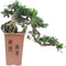 Bonsai Ficus 'Cascade' - ⌀26cm - Hoogte 65-70cm
