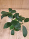 Bonsai Ficus Klein kamerplant