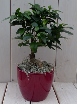 Bonsai Ficus microcarpa rode pot 30 cm