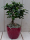 Bonsai Ficus microcarpa rode pot 30 cm