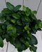 Bonsai Ficus microcarpa rode pot 30 cm