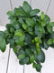 Bonsai Ficus microcarpa taupe pot 30 cm