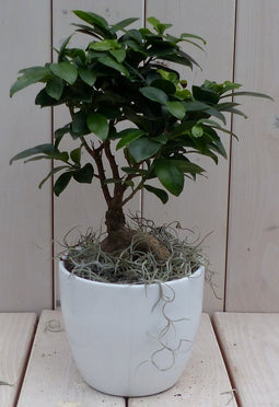 Bonsai Ficus microcarpa witte pot 30 cm