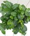 Bonsai Ficus microcarpa witte pot 30 cm