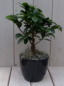Bonsai Ficus microcarpa zwarte/antraciete pot 30 cm