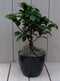 Bonsai Ficus microcarpa zwarte/antraciete pot 30 cm