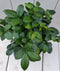 Bonsai Ficus microcarpa zwarte/antraciete pot 30 cm