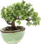 Bonsai Mini Kunstplant 19cm