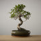 Bonsai of Ikigai - Authentieke XL Bonsai - 13 - 15 jaar oud - Inclusief pot & Schaal van Japans keramiek - The Bonsaïst