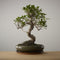 Bonsai of Ikigai - Authentieke XL Bonsai - 13 - 15 jaar oud - Inclusief pot & Schaal van Japans keramiek - The Bonsaïst