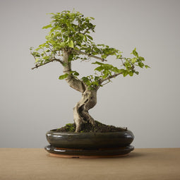 Bonsai of Komorebi - Authentieke XL Bonsai - 10 jaar oud - Inclusief pot & Schaal van Japans keramiek - The Bonsaïst