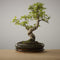 Bonsai of Komorebi - Authentieke XL Bonsai - 10 jaar oud - Inclusief pot & Schaal van Japans keramiek - The Bonsaïst