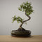 Bonsai of Majime - Authentieke XL Bonsai - 10 jaar oud - Inclusief pot & Schaal van Japans keramiek - The Bonsaïst